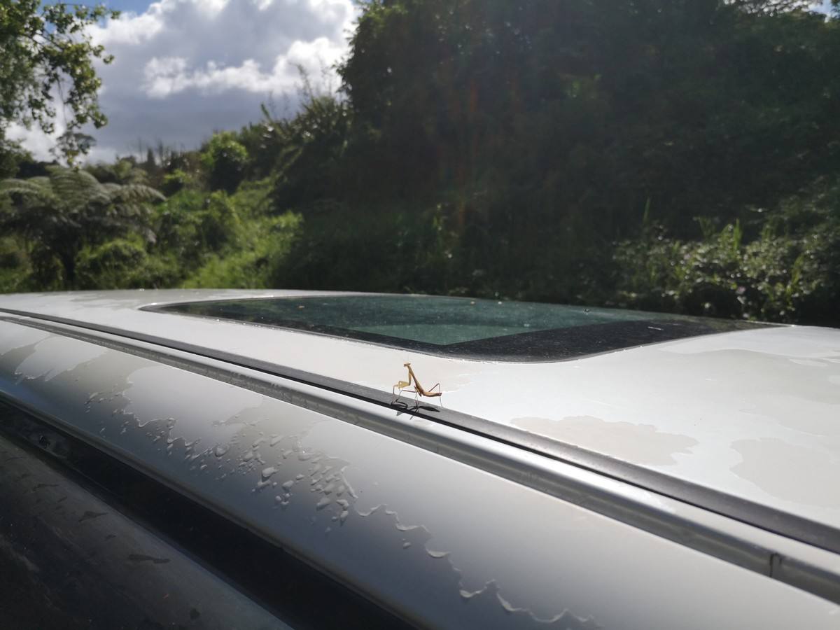 Sunroof in the roof of the FQK81 Toyota Estima campervan