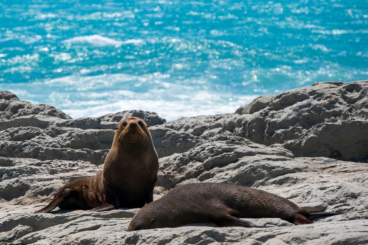 Fur seals resting on rocks at Kaikōura