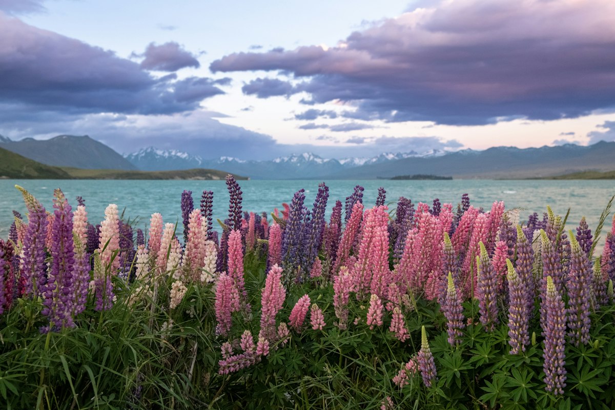 Lupins flowering beside Lake Tekapo