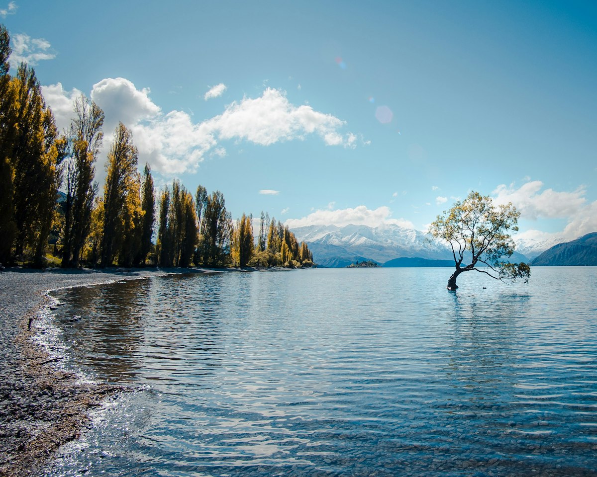 The famous willow tree in Lake Wānaka